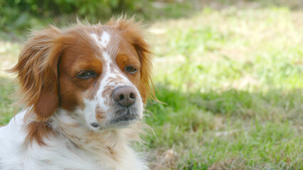 Spaniel breton © Steve Fossiant