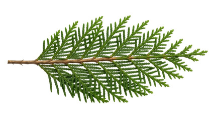 Isolated branch of arborvitae, evergreen foliage plant, cypress family member, light brown twig © Maelle