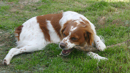 Spaniel breton © Steve Fossiant