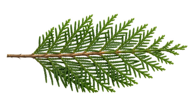 Isolated branch of arborvitae, evergreen foliage plant, cypress family member, light brown twig