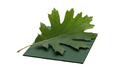Fototapeta premium Isolated Red Oak leaf on a green square, colorful fall nature specimen for botany class