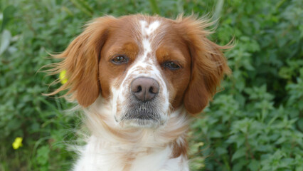 Spaniel breton © Steve Fossiant