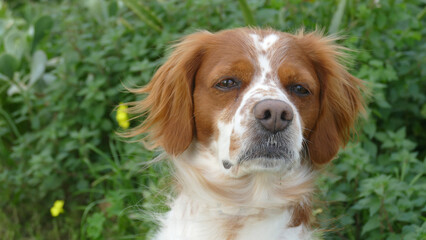 Spaniel breton © Steve Fossiant