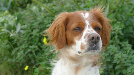 Spaniel breton © Steve Fossiant