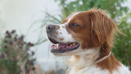 Spaniel breton © Steve Fossiant