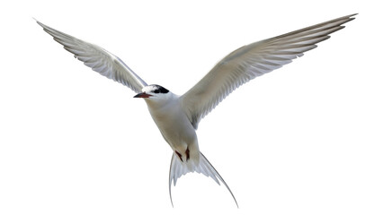 Obraz premium Isolated flying Arctic tern gracefully spreading its wings, with a black cap and gray plumage