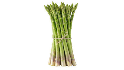 Isolated bunch of asparagus spears, fresh and tied with twine ready to be cooked