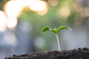 Growing sprout in spring season