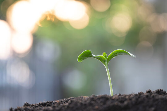 Growing sprout in spring season