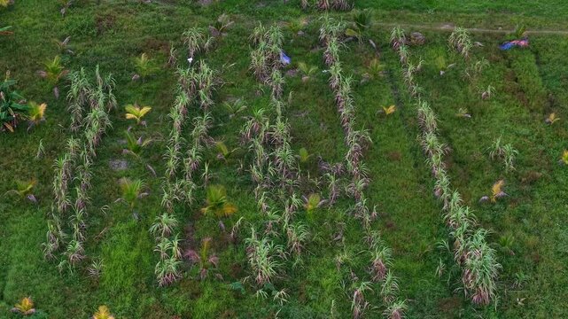 Aerial Labuh Banting sugarcane field with young palms visible