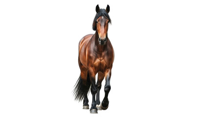 Isolated brown horse, standing and looking at the camera with a determined expression