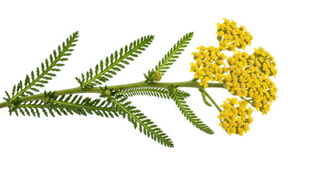 Isolated branch of flowering Achillea millefolium plant with tiny yellow blossoms, no background © Marigold