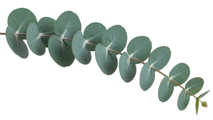 Isolated eucalyptus silver drop sprig, leaves and stem, decorative plant for graphic design use © Anneliese