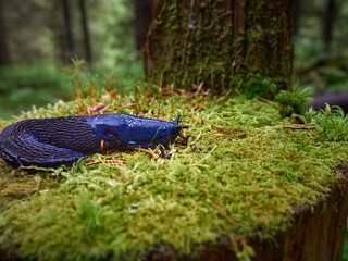 Bielzia coerulans in a coniferous forest in Carpathian Mountains. © Kulbabka
