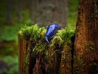 Bielzia coerulans in a coniferous forest in Carpathian Mountains. © Kulbabka