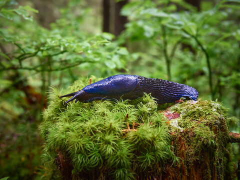 Bielzia coerulans in a coniferous forest in Carpathian Mountains.