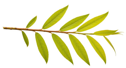 Isolated fresh spring branch with light green leaves, foliage for seasonal greeting cards