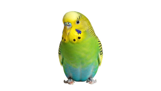 Isolated budgerigar parakeet pet bird with vibrant plumage on its head and body feathers