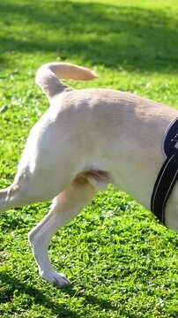 A dog is running in a park with a leash and a stick in its mouth. The dog appears to be enjoying itself and is in a playful mood