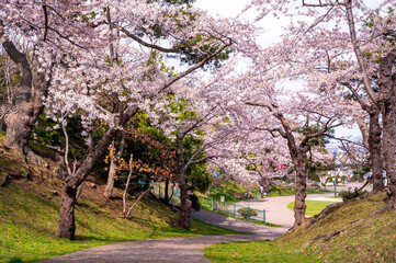 Fototapeta premium Sakura tunnel and walkway with japanese cherry blossom blooming in Hakodate Park, Hakodate, Hokkaido, Japan
