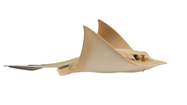 Isolated Bat Ray Fish Underwater Specimen Close Up Profile, Marine Biology Animal, Stingray