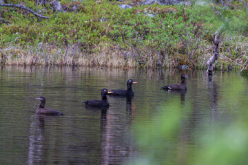 Velvet Scoter (Melanitta fusca)
