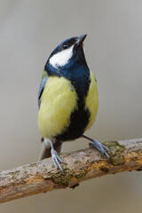 Fototapeta premium Great Tit (Parus major) perched on branch, adult bird in close portrait