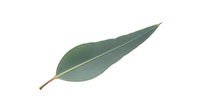 Isolated eucalyptus leaf provides natural beauty, fragrance for floral design and remedies