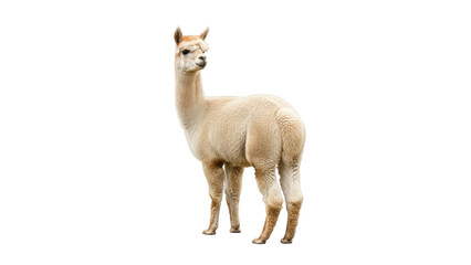 Fototapeta premium Isolated llama portrait looking away, alpaca animal mammal standing on its four legs, fluffy wool
