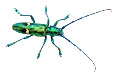 Isolated Blue-Green Longhorn Beetle with Intricate Legs and Antennae for Education Project