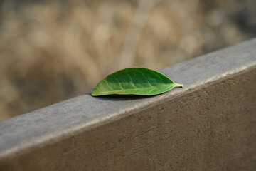 나무 난간 위 떨어져 있는 녹색의 풀잎 