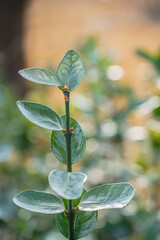 겨울에도 녹색 잎으로 자라는 야생풀 