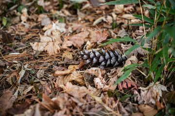 겨울 낙엽 위에 떨어져 있는 솔방울 