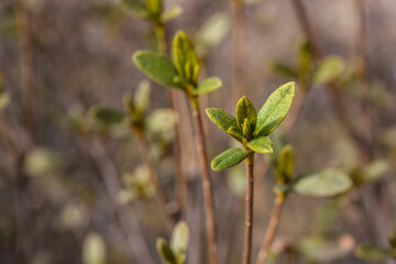봄을 맞이한 들풀의 새싹 클로즈업 사진 