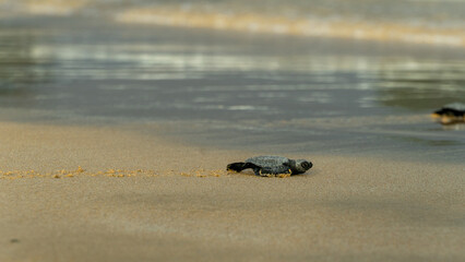 Small Baby Sea turtles that just hatched are making their way into sea on Nacpan Beach in Palawan, The Philippines.