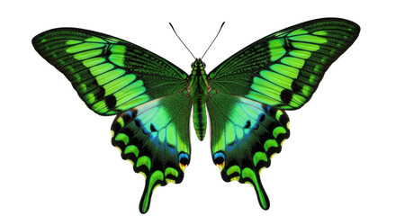 Isolated magnificent emerald swallowtail butterfly with open wings, detailed pattern © Cedric
