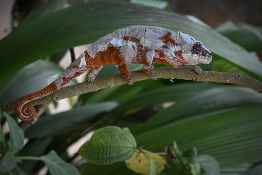 Panther Chameleon (Furcifer pardalis) Shedding Skin on Branch