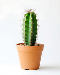 Potted cactus with sharp thorns and soil in a terracotta pot, isolated on a white background