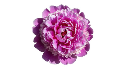 Isolated pink peony flower blossom, lovely ornamental plant for greetings and decor, summer © Cedric