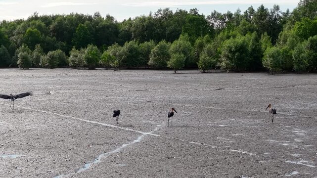 The imposing silhouette of a Lesser Adjutant stork against the textured backdrop of a drying mudbank.
