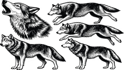 Detailed wolf illustration set with howling head and standing poses, vintage engraved animal vector collection, wildlife nature art, cad drawing flat vector illustration © Ringkon