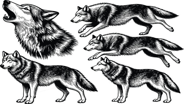 Detailed wolf illustration set with howling head and standing poses, vintage engraved animal vector collection, wildlife nature art, cad drawing flat vector illustration