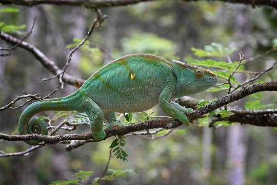 Parson&rsquo;s Chameleon (Calumma parsonii) &ndash; Large Green Individual in Natural Rainforest Habitat