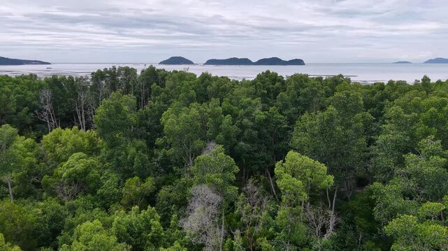 Aerial Juru Mangrove Forest Canopy And Coastal Islands