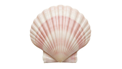 Isolated scallop shell with pink stripe, marine bivalve mollusk with radial ridges on shell © Friedrich