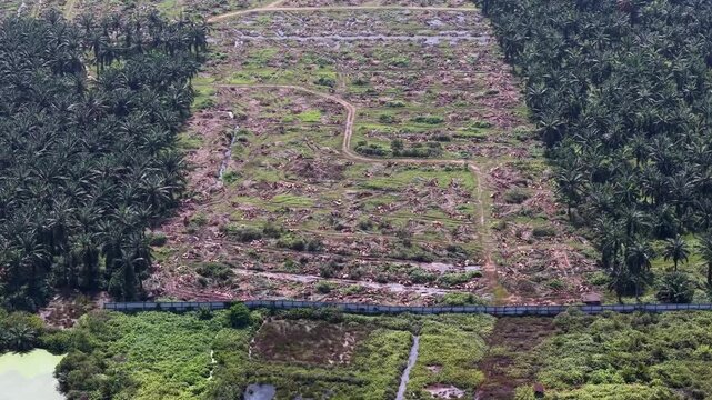 Aerial view dry oil palm plantation with cleared trees