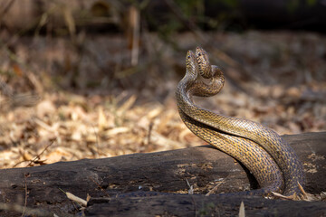 Two Snakes on Forest Floor Wildlife Close-Up