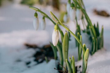 Spring snowdrop flowers emerging from snow