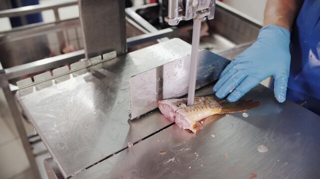 Fish being filleted on a stainless steel conveyor in a processing plant.