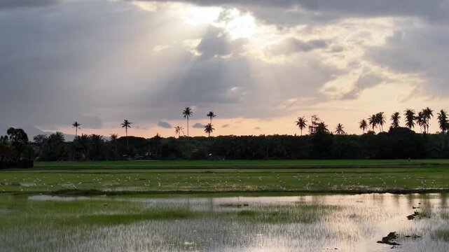 Drone aerial view of paddy rice fields at sunset